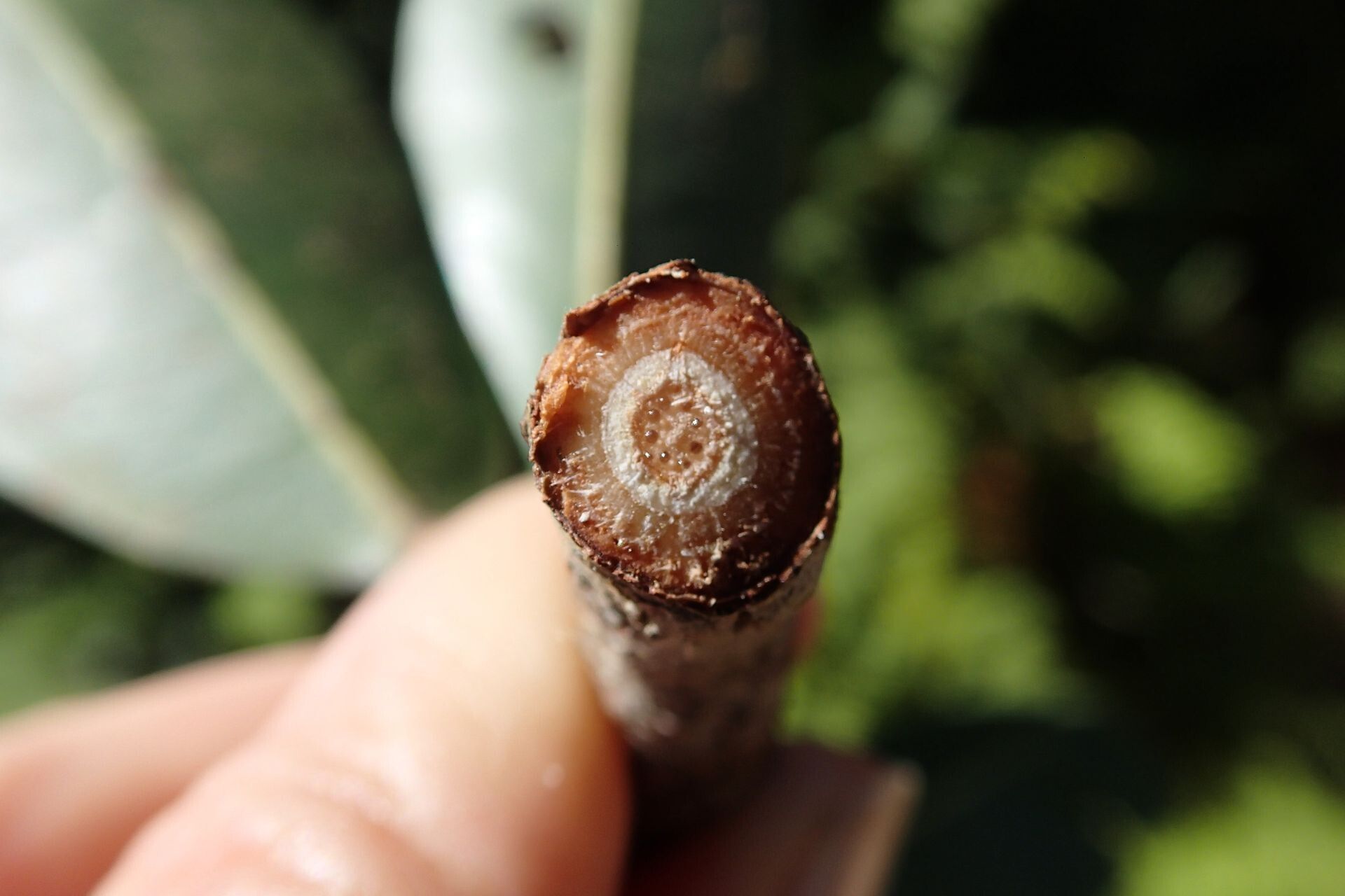 Acropogon schistophilus fruit