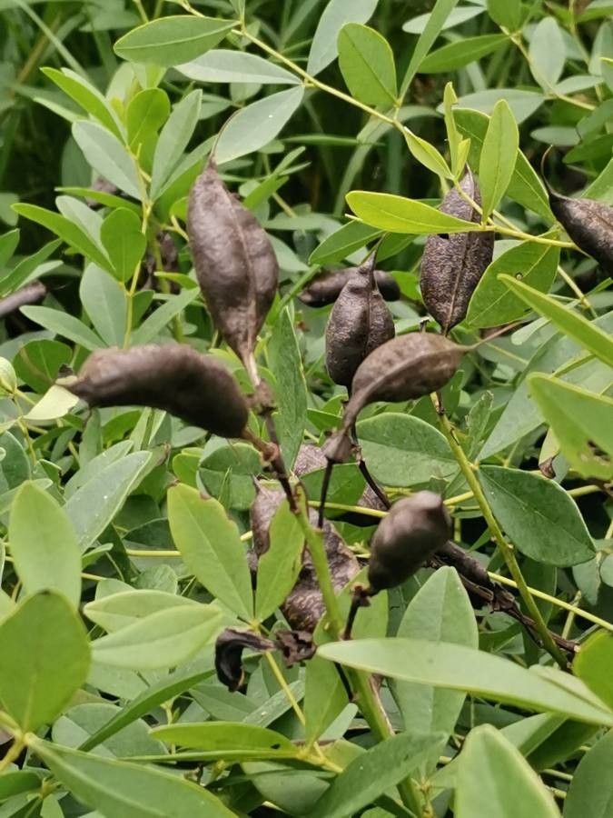 Baptisia bicolor fruit