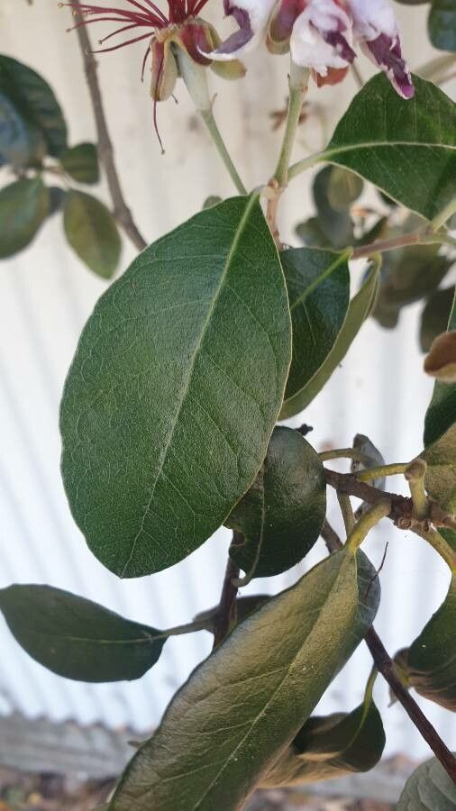 Feijoa sellowiana leaf