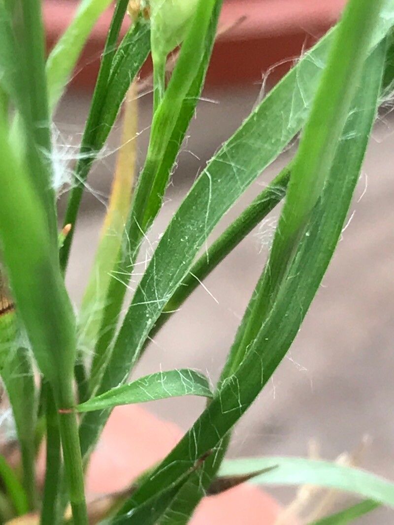 Luzula pallidula — search result for 'Juncaceae'