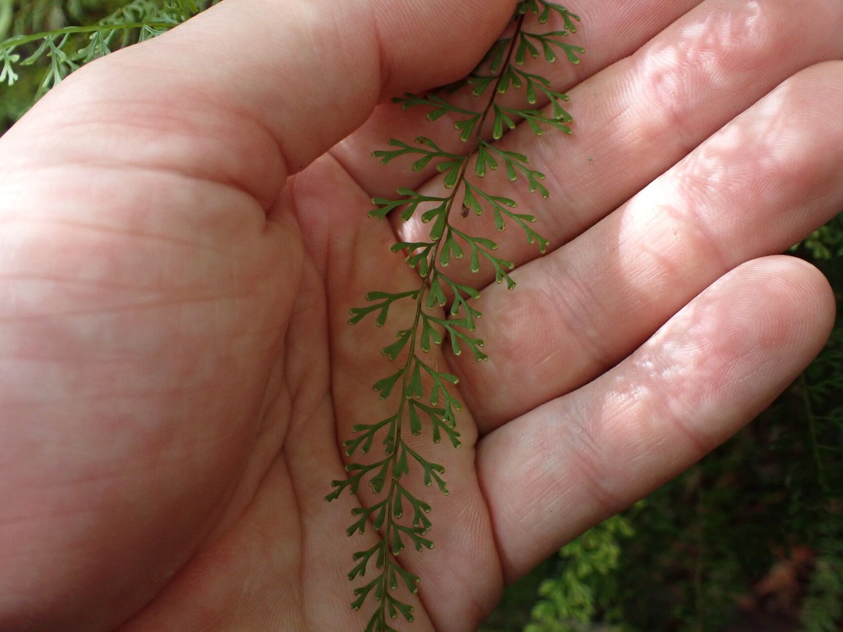Odontosoria goudotiana leaf