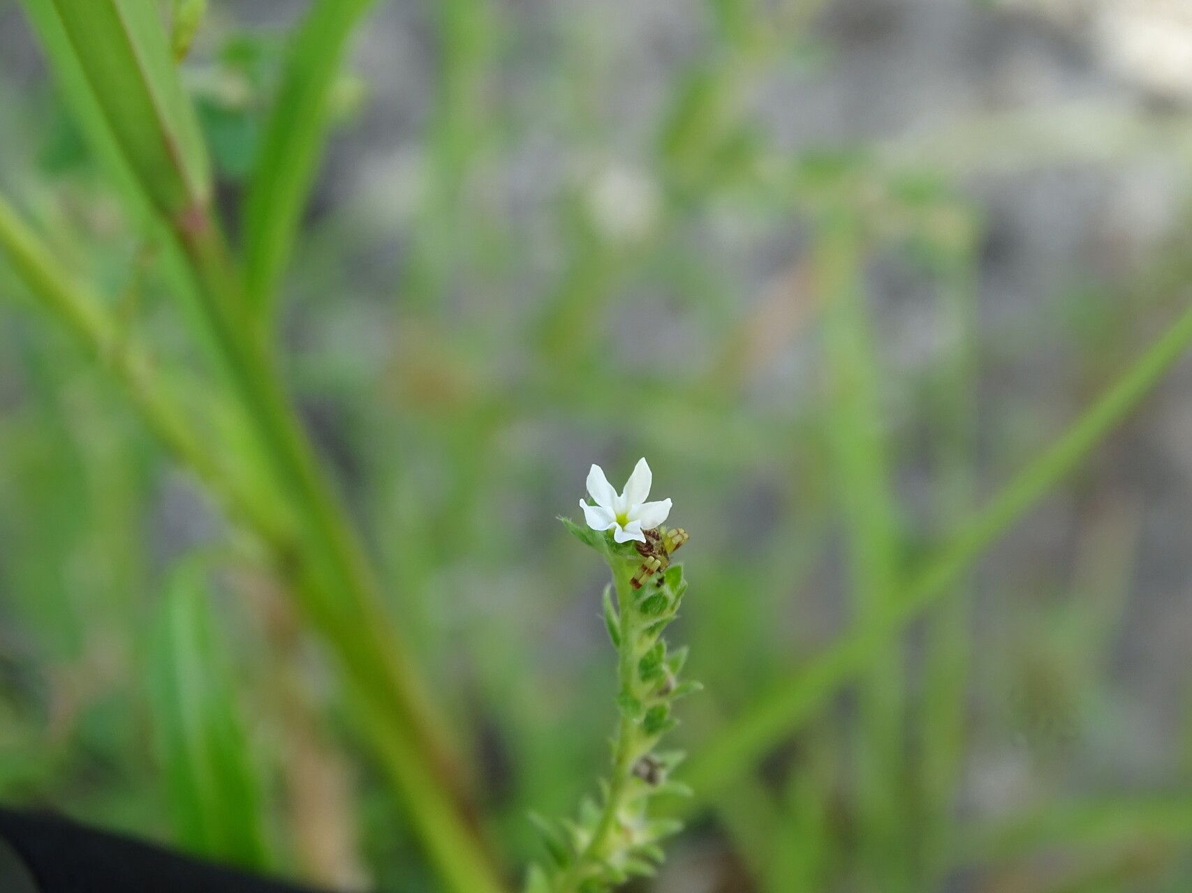 Euploca filiformis flower