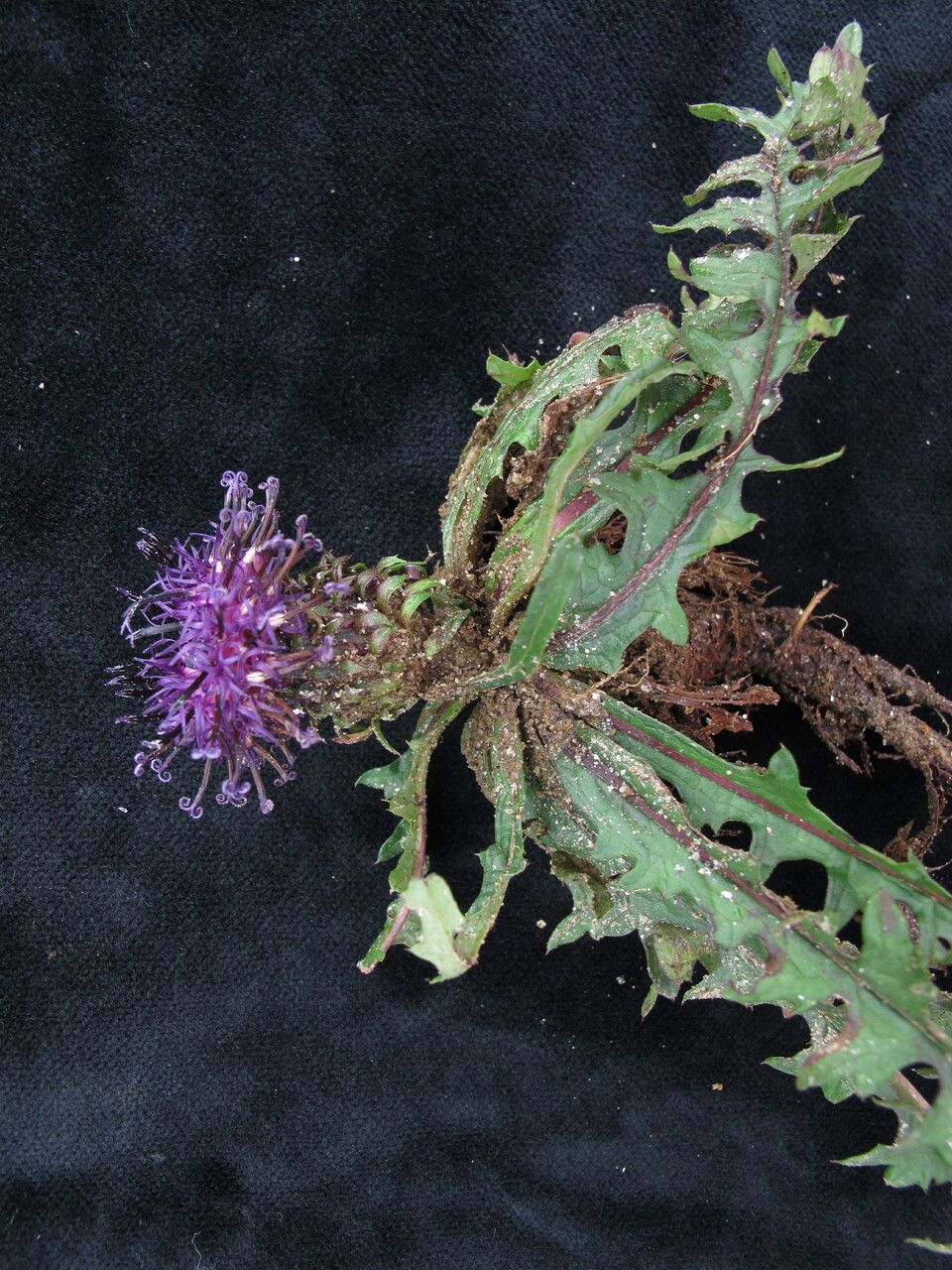 Saussurea leontodontoides flower
