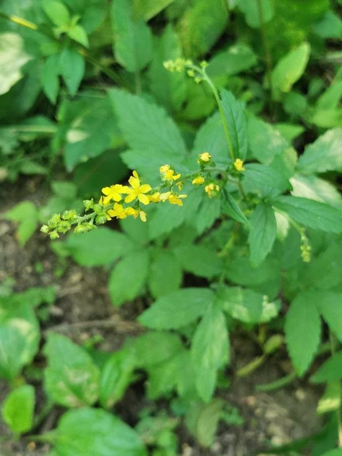 Agrimonia gryposepala flower