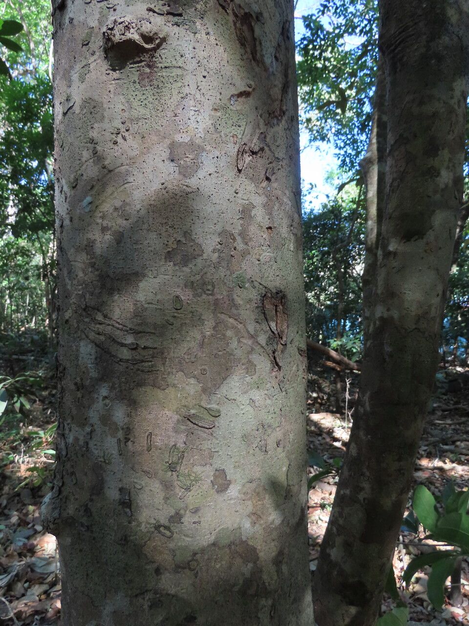 Coccoloba guanacastensis bark