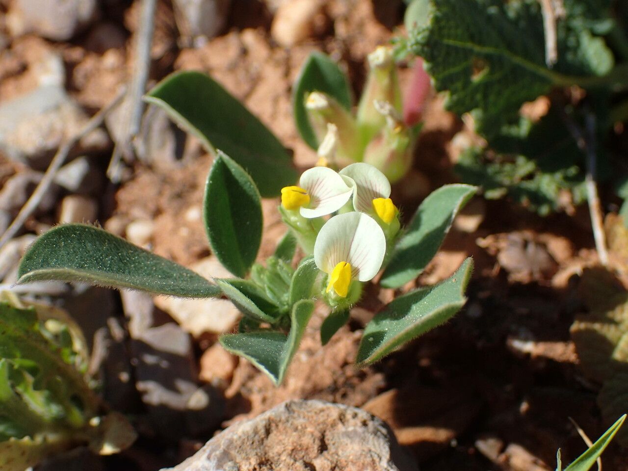 Tripodion tetraphyllum flower