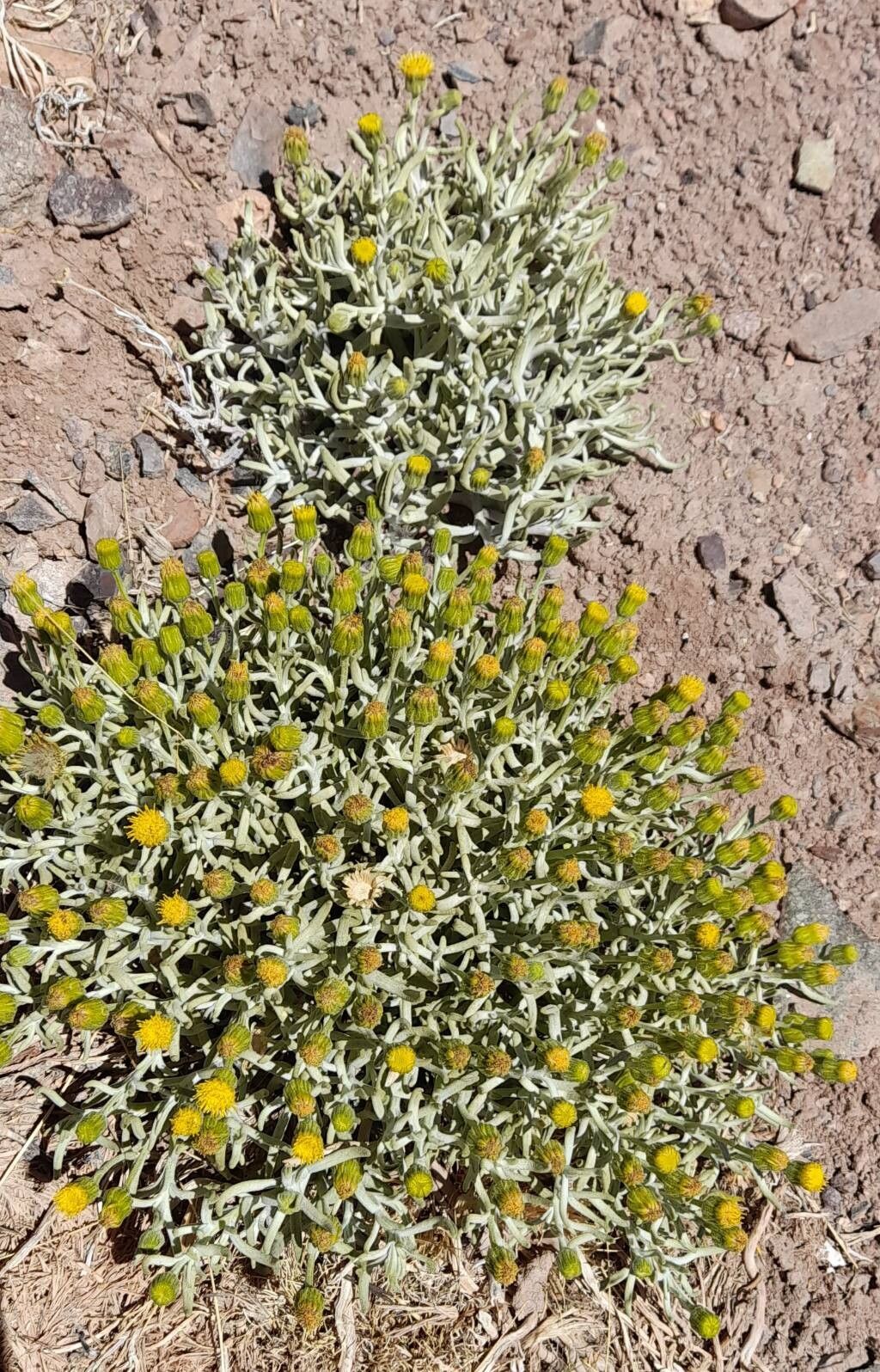 Senecio volckmannii habit