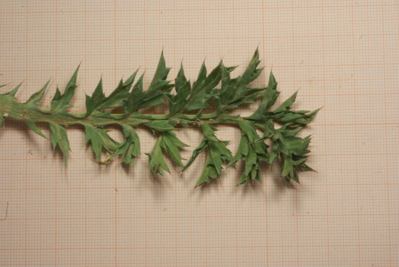 Cardopatium amethystinum leaf