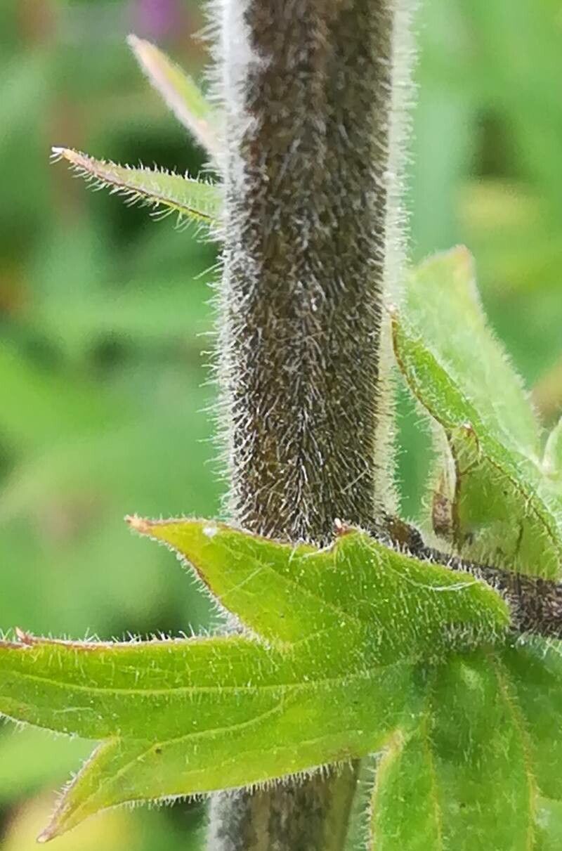 Aconitum septentrionale bark