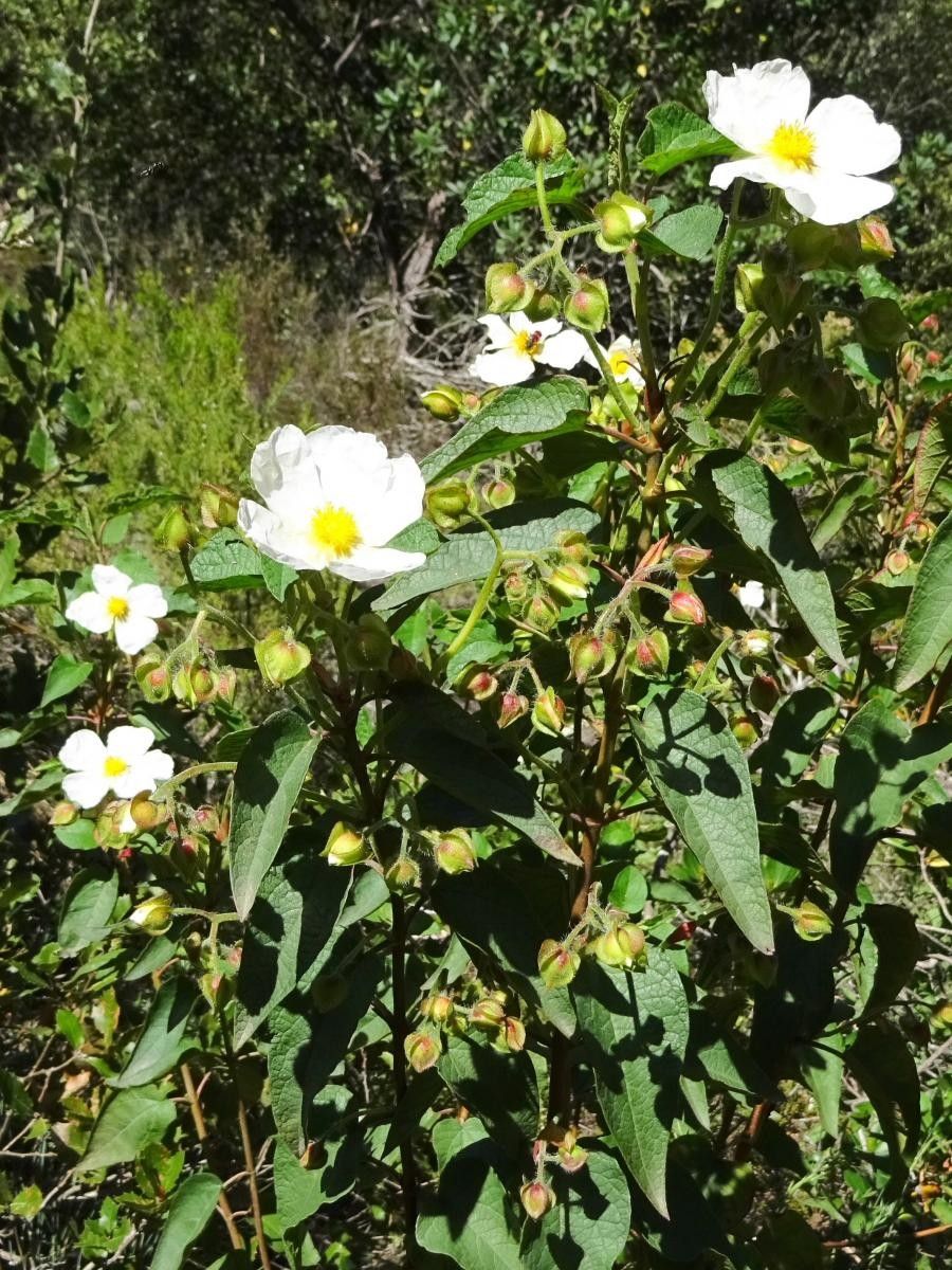 Cistus x hybridus flower