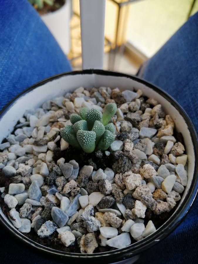 Titanopsis schwantesii