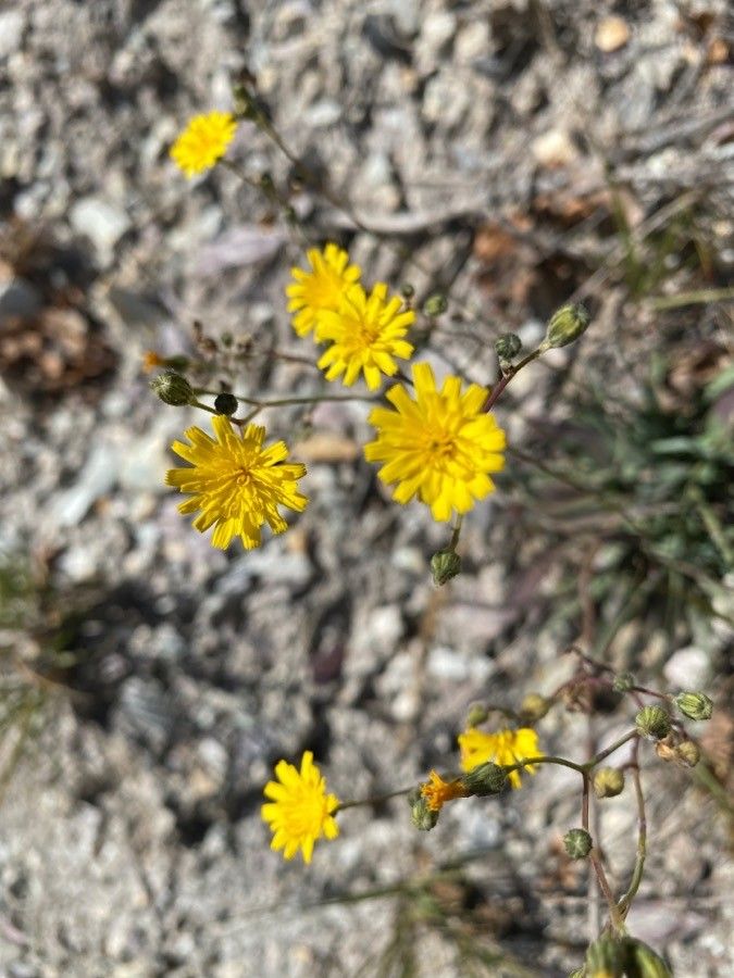 Pilosella piloselloides — search result for 'Pilosella'