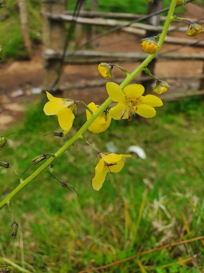 Verbascum brevipedicellatum flower