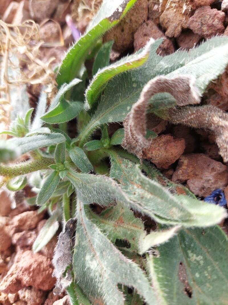 Echium pitardii leaf