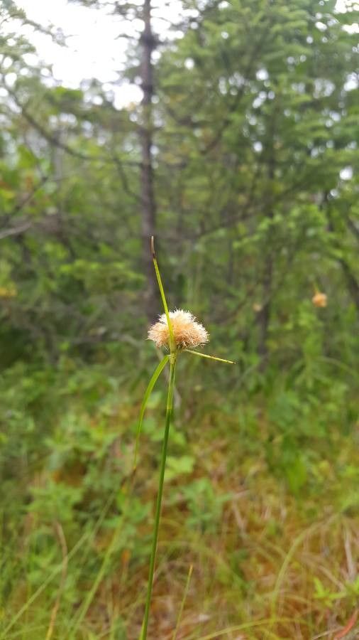 Eriophorum virginicum leaf