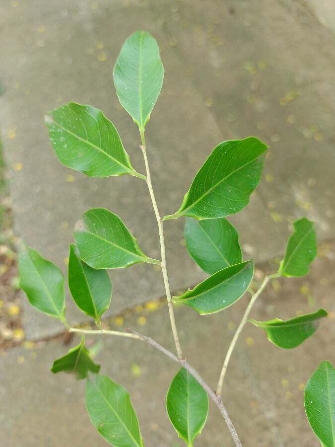 Cariniana legalis — search result for 'Venezuela'