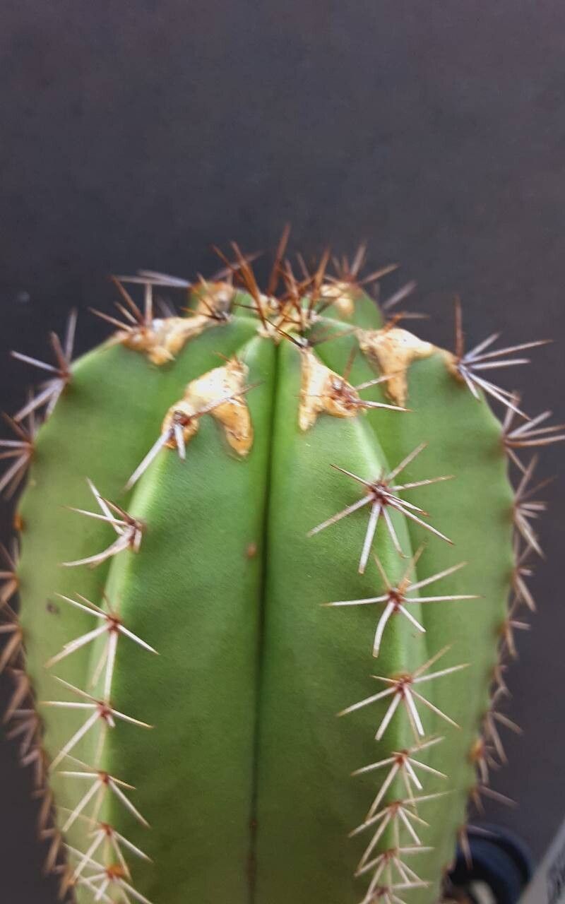Myrtillocactus schenckii other