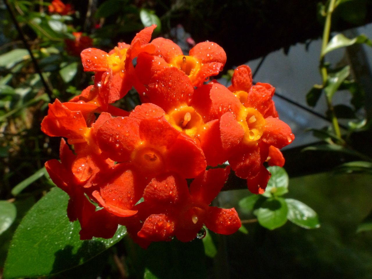Rondeletia odorata flower
