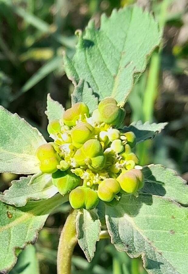 Euphorbia dentata fruit