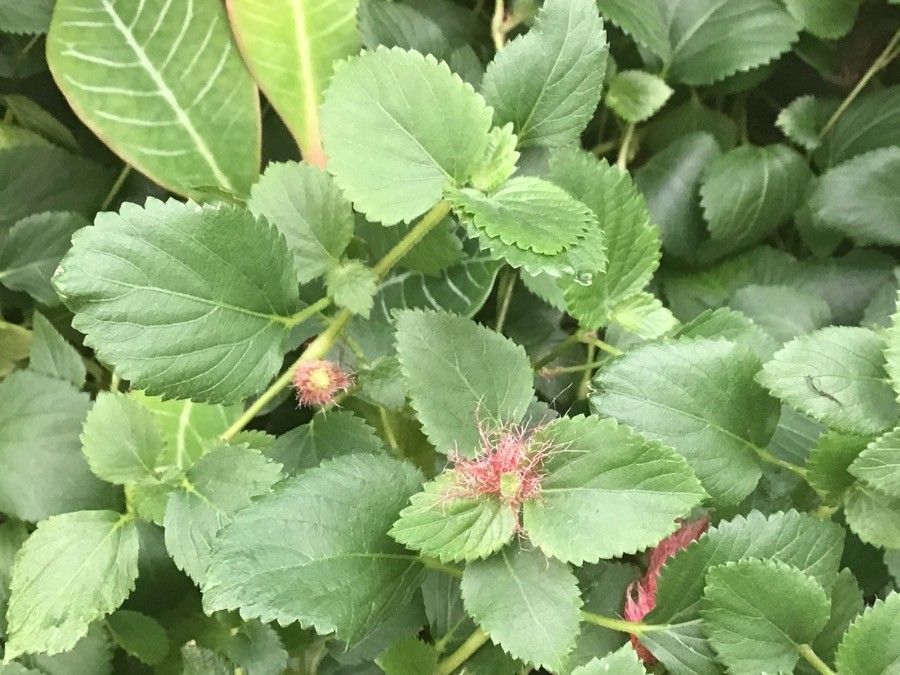 Acalypha chamaedrifolia — search result for 'Euphorbiaceae'