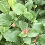 Acalypha chamaedrifolia