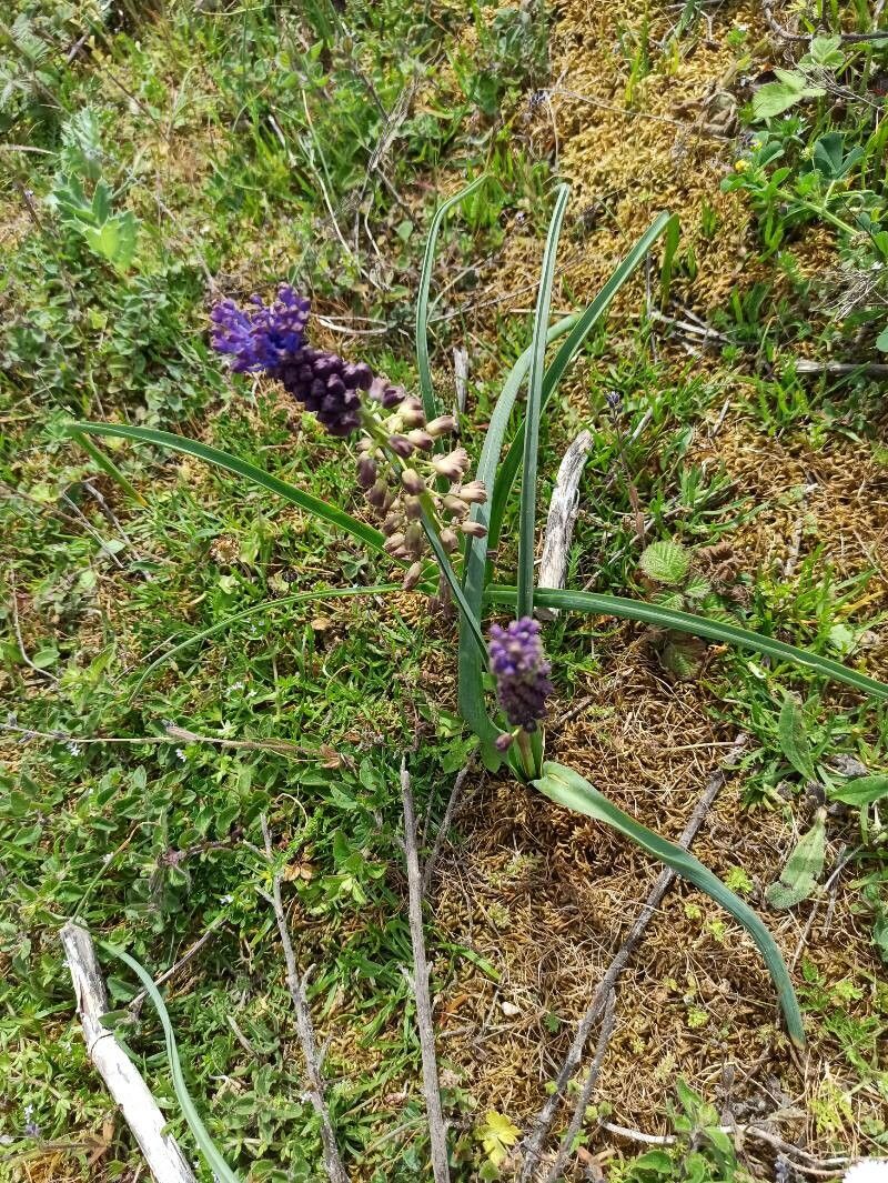 Muscari matritensis flower