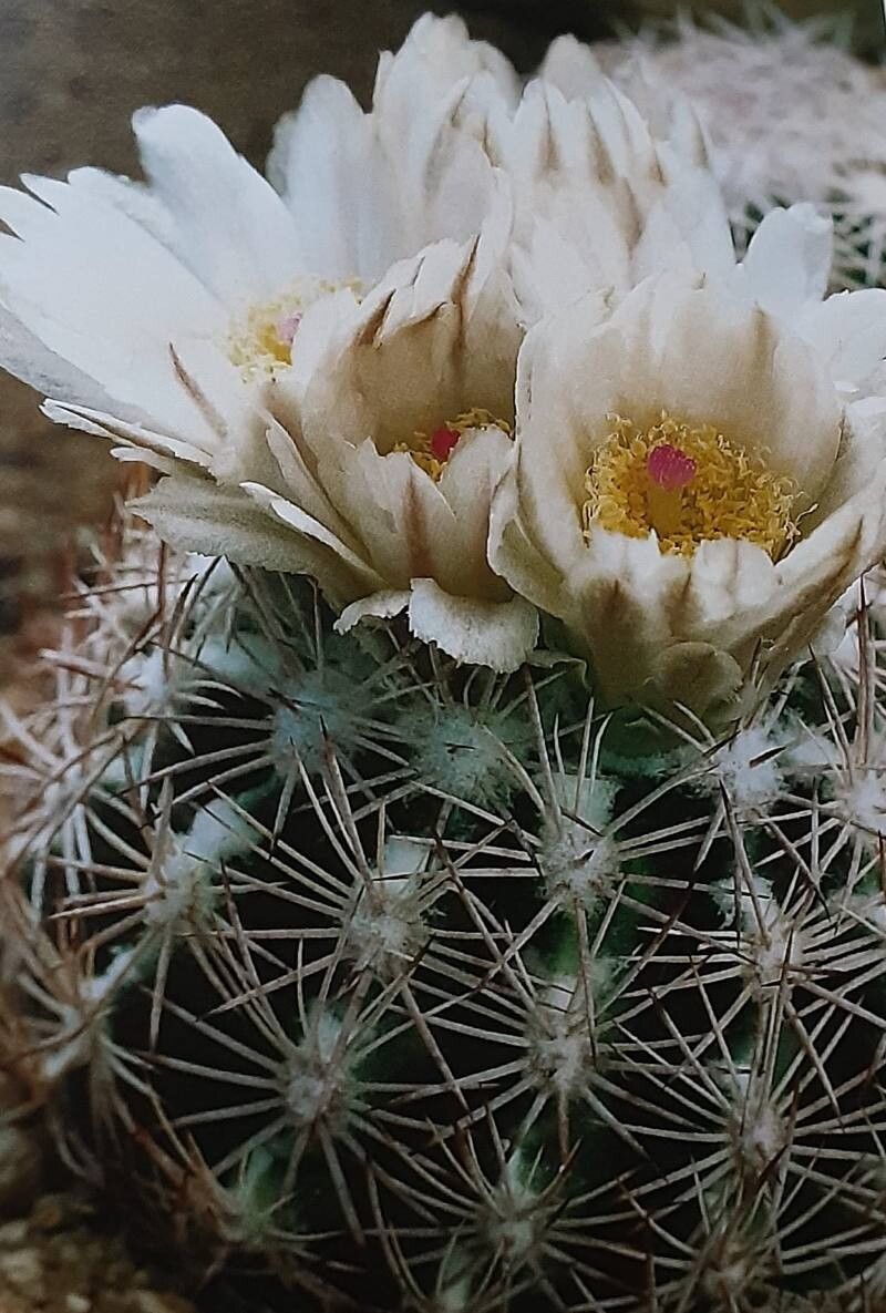 Sclerocactus intertextus — houseplant care guide