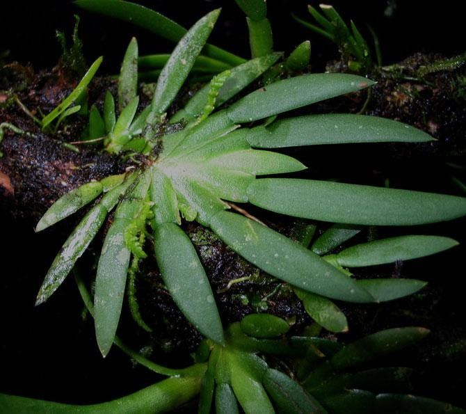 Ornithocephalus bicornis — related species from the same genus