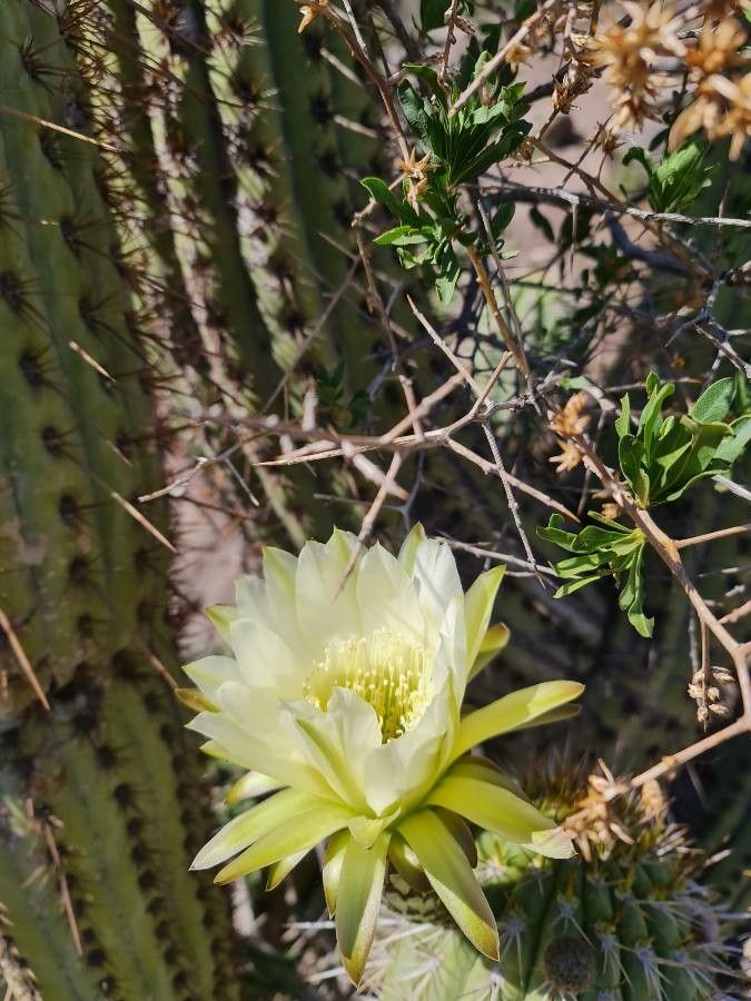 Echinopsis chiloensis flower