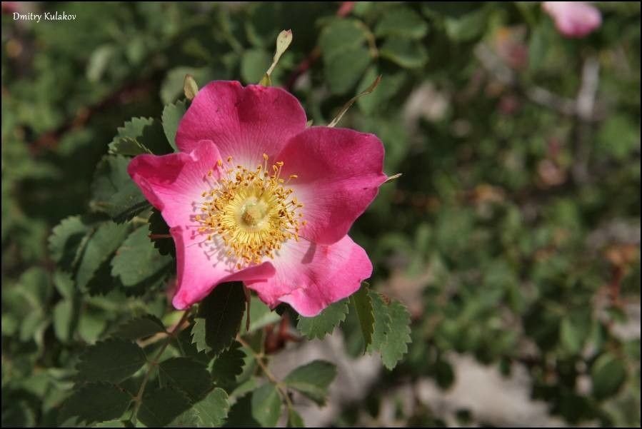 Rosa fedtschenkoana — houseplant care guide