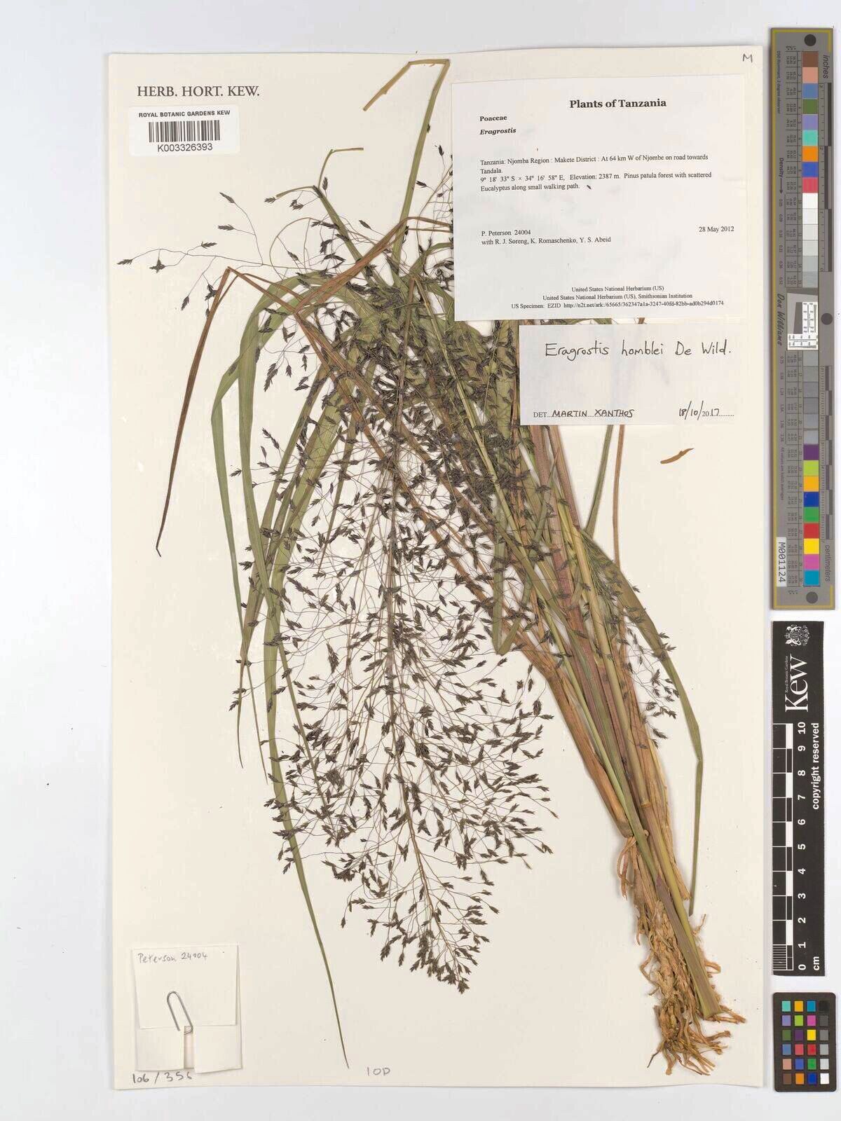 Eragrostis homblei — search result for 'Eragrostis'