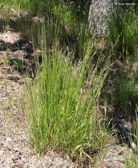 Melica imperfecta habit