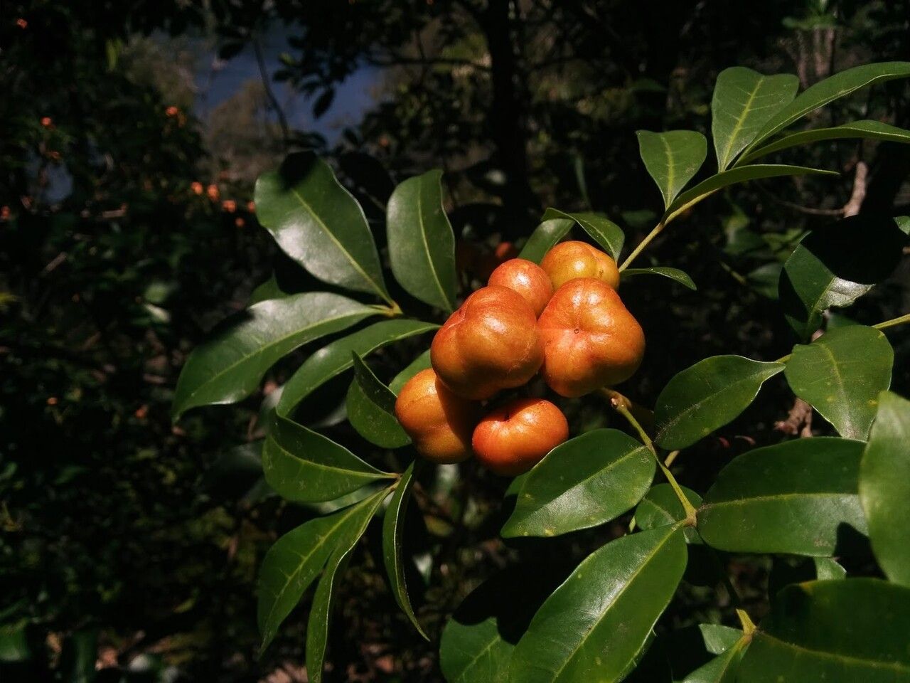 Synoum glandulosum fruit