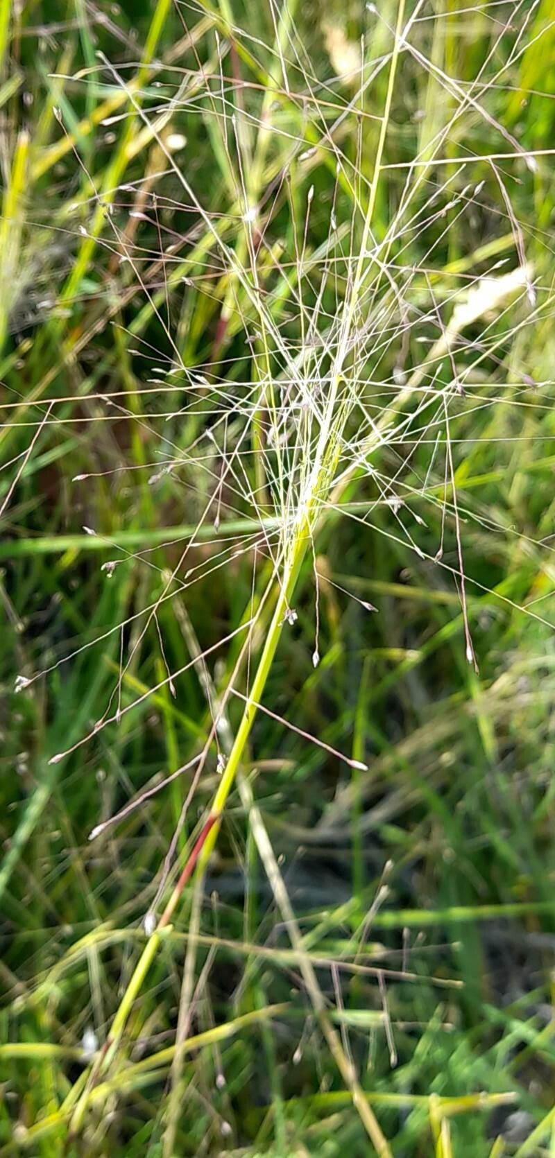Muhlenbergia asperifolia habit