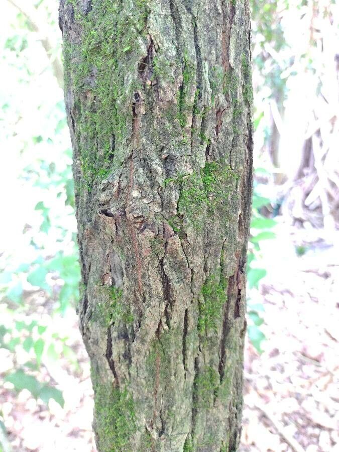 Eugenia rostrifolia bark