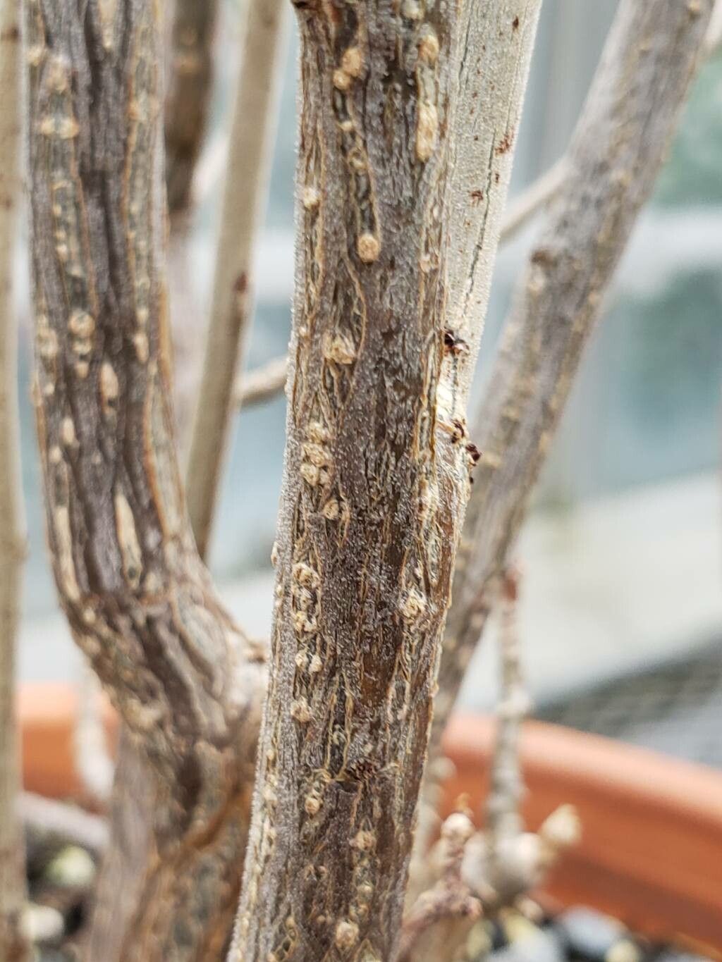 Talinum pachypodum bark