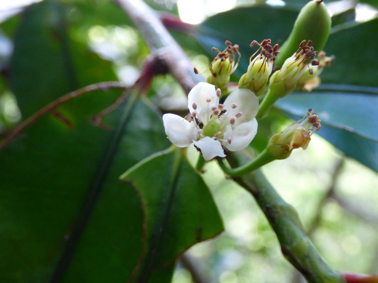 Erythroxylum laurifolium flower