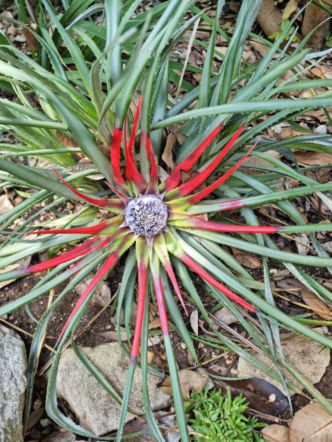 Fascicularia bicolor flower