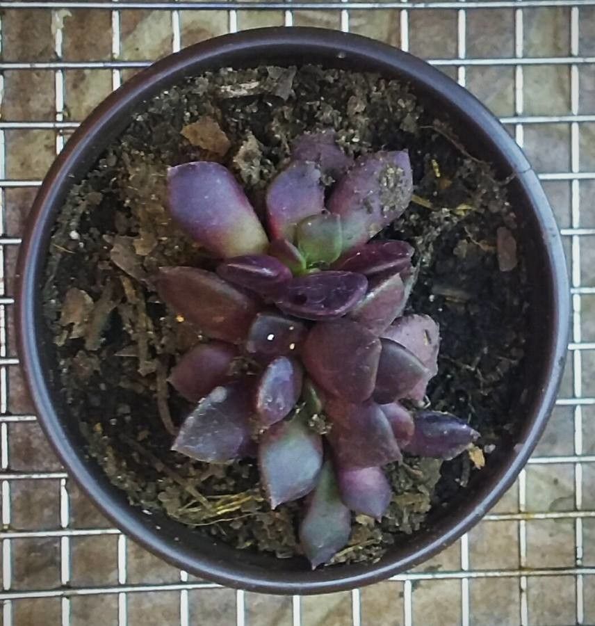 Anacampseros telephiastrum fruit