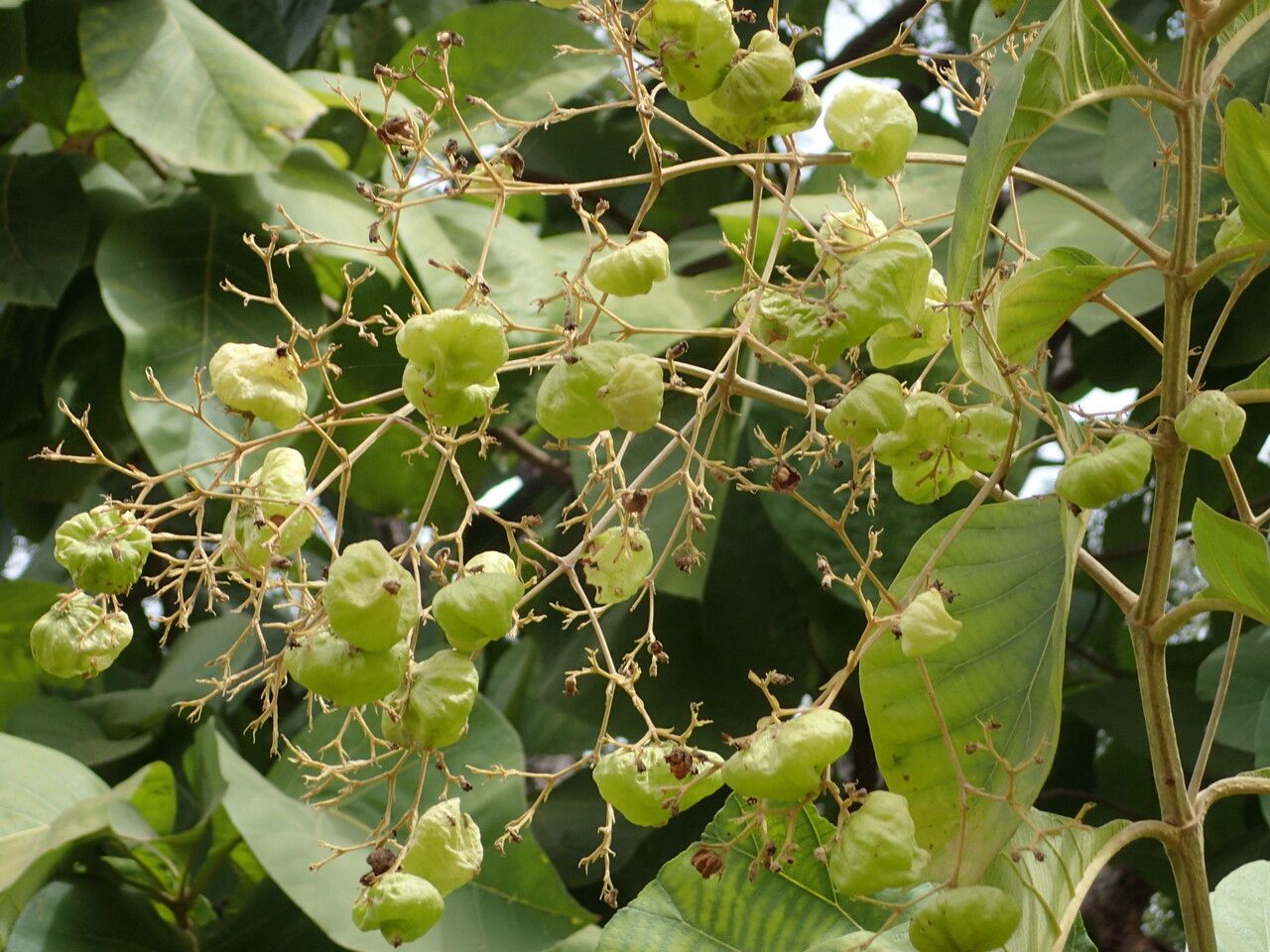 Tectona grandis fruit