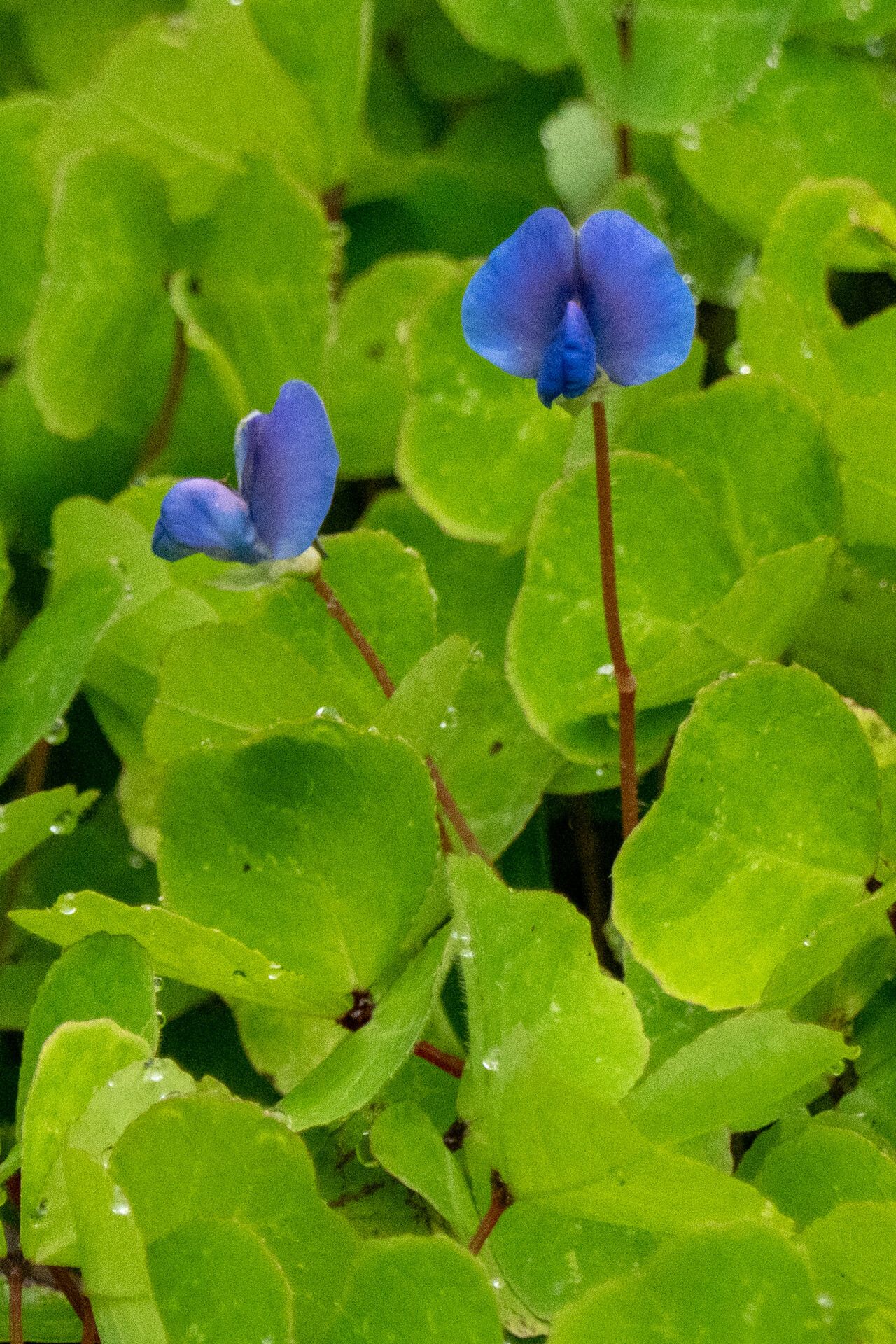 Parochetus africanus