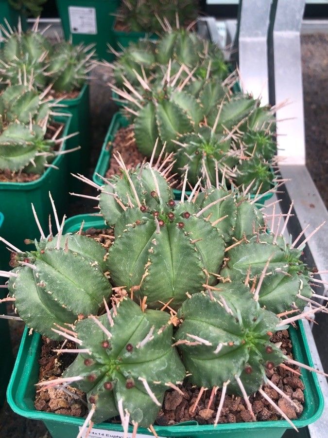 Euphorbia pulvinata — search result for 'Euphorbia'