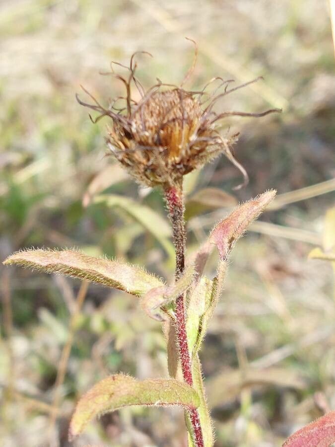 Pentanema hirtum fruit