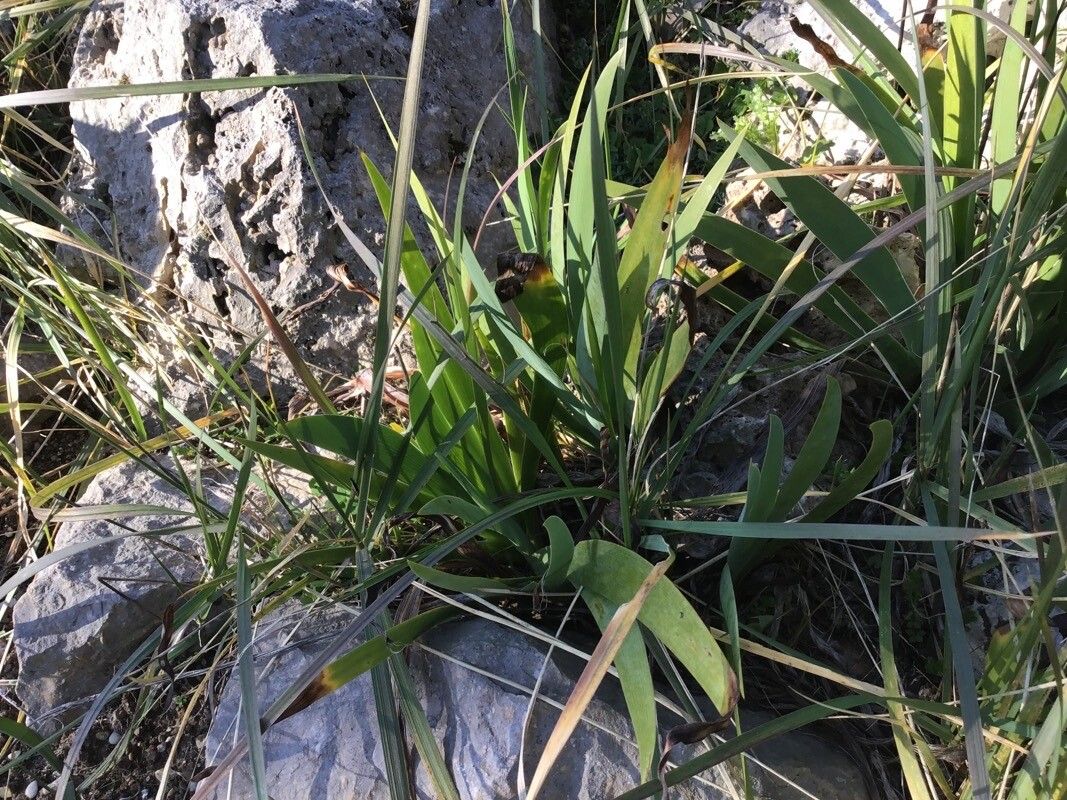 Iris relicta — houseplant care guide