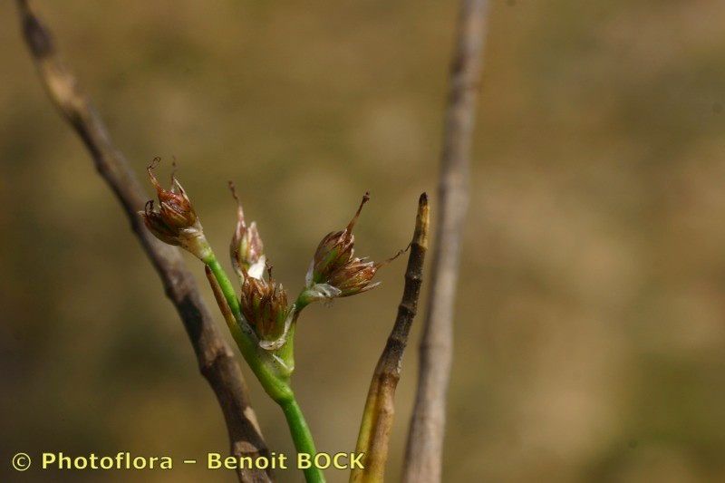 Juncus heterophyllus fruit