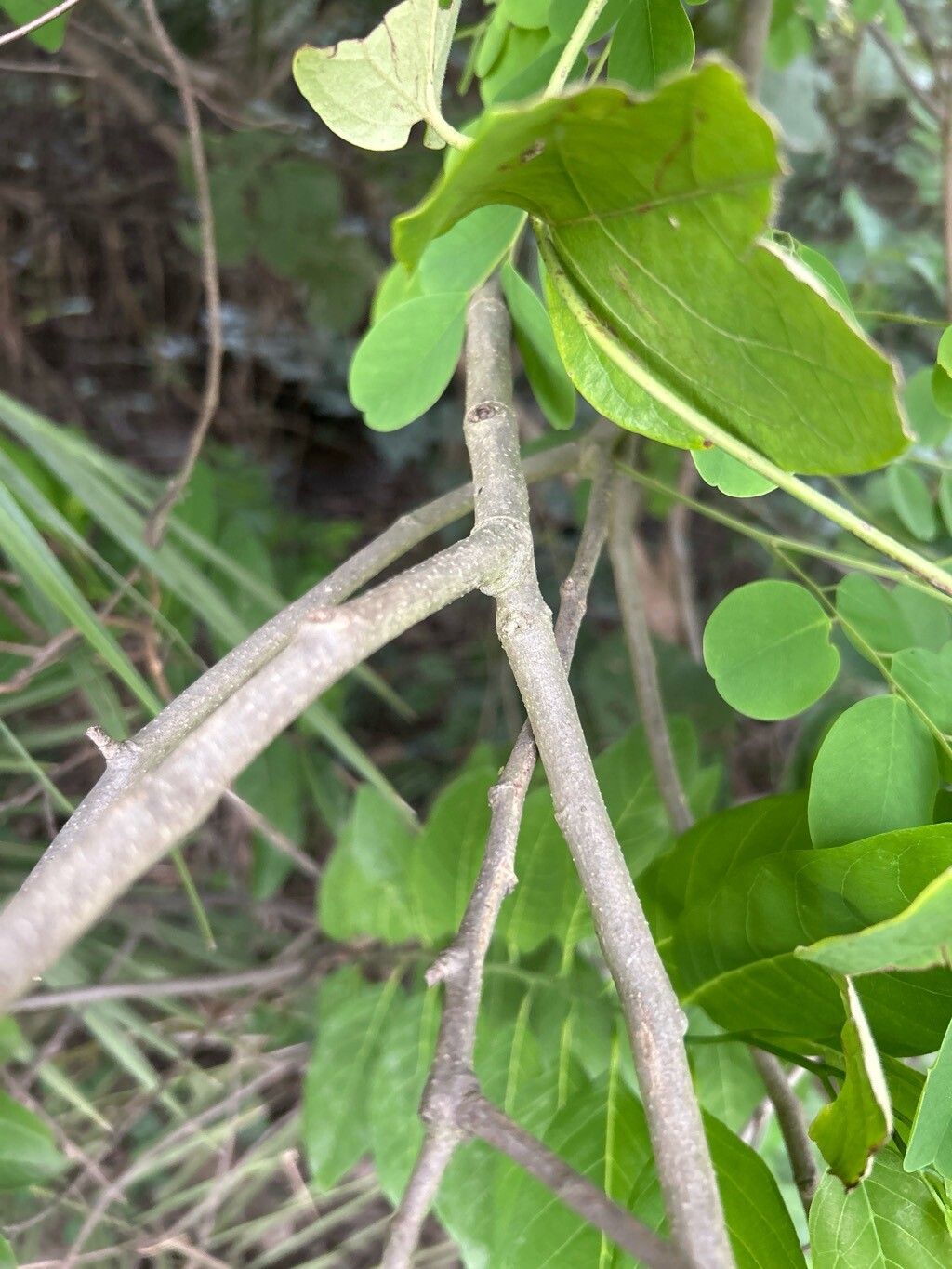 Dalbergia sericea bark