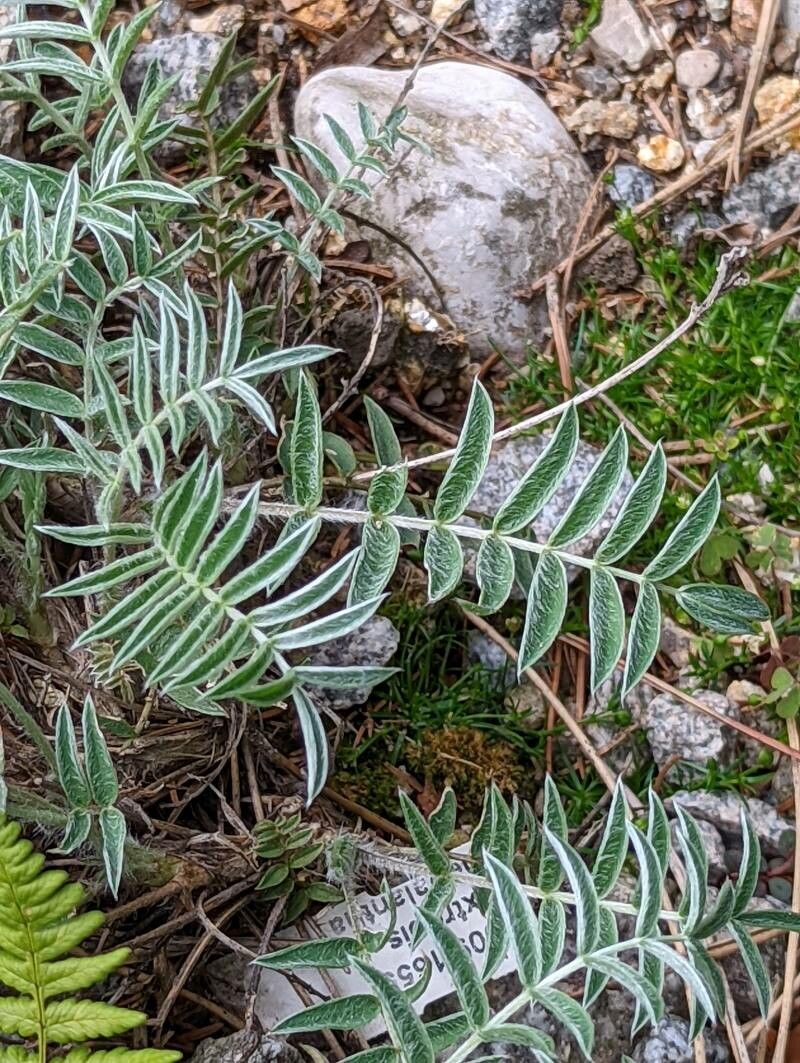 Oxytropis todomoshiriensis leaf