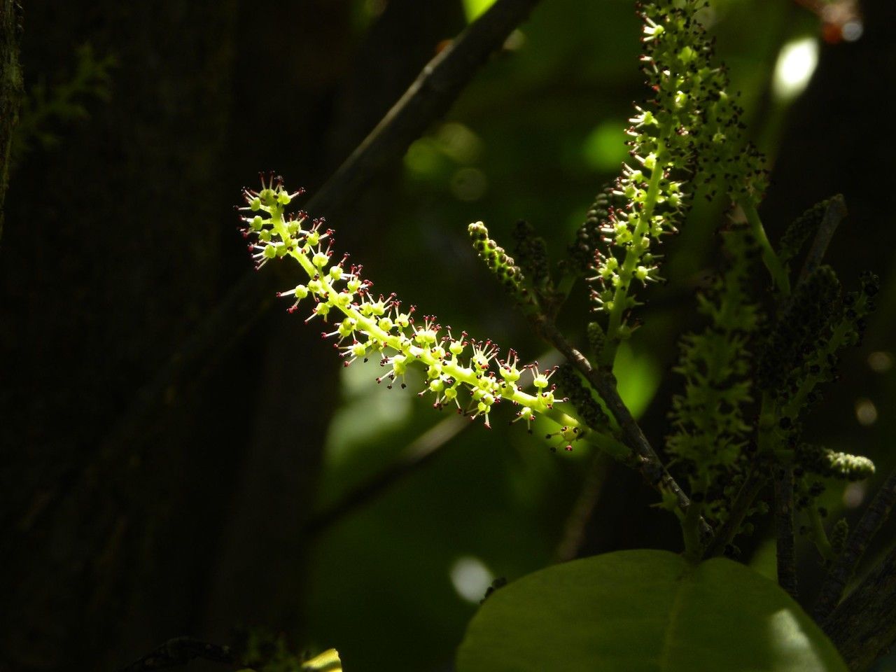 Antidesma madagascariense flower