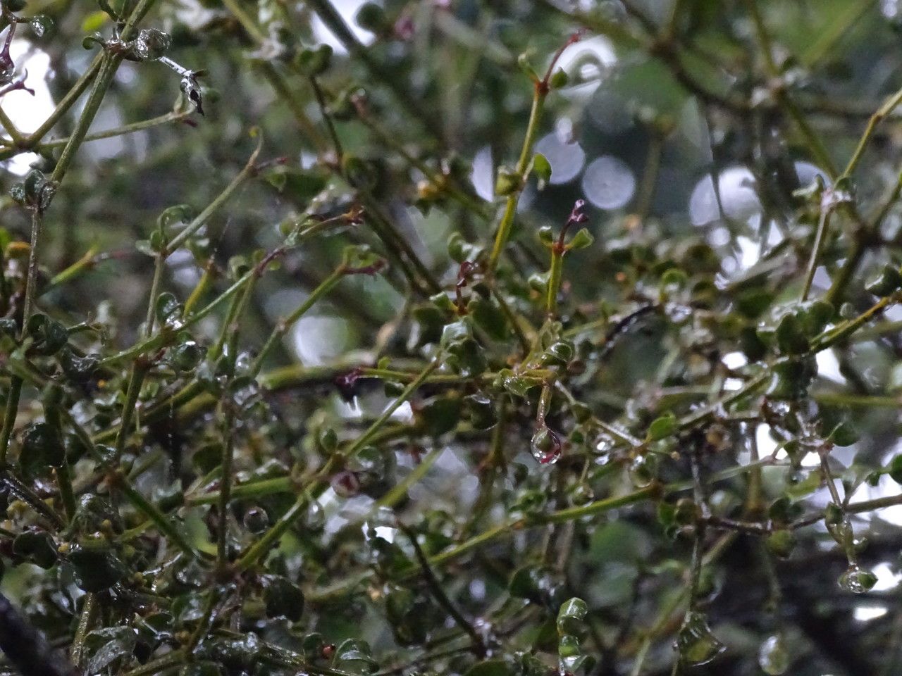 Viscum tuberculatum habit