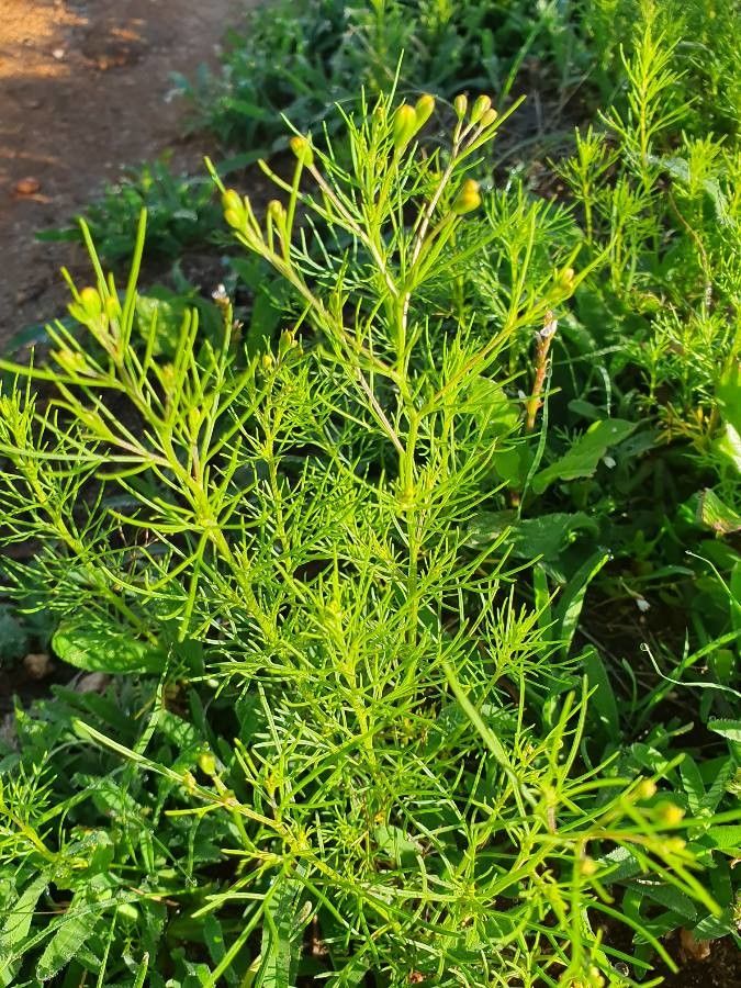 Schkuhria pinnata leaf